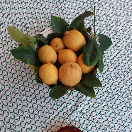 Apartamento Casa Maria E Giardino Di Limoni