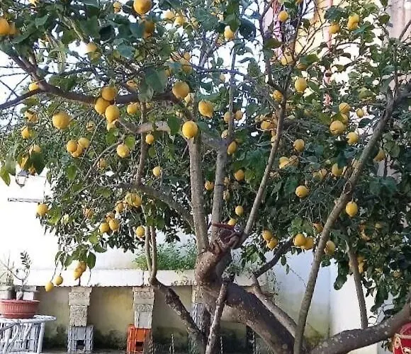 Casa Maria E Giardino Di Limoni